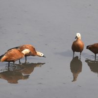 Здравствуйте, "Ваше высочество"! :: Валентина Нефёдова