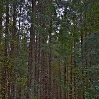 МИХАЙЛОВСКОЕ. :: Виктор Осипчук