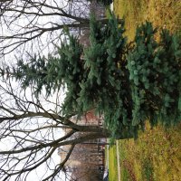 По всем приметам - начало московской зимы :: Андрей Лукьянов