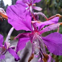 *** :: Андрей Л. В.