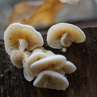 !!! :: Вен Гъновски