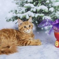 Крошка мейн-кун :: Светлана Ищенко