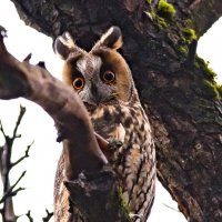 Глаза и когти. :: Владимир Безбородов