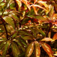 Листья пионов :: Александр Лычагин