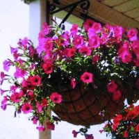 Красота в беседке :: Людмила Смородинская