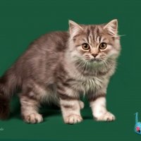 Фото с выставки кошек :: Светлана Ищенко