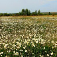 Лето в Сибири. :: nadyasilyuk Вознюк