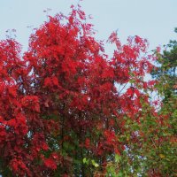 так начиналась осень :: Елена Шаламова