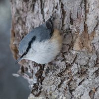 Поползень :: Виктор Иванович Чернюк