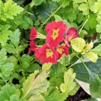 Примула :: Сапсан 