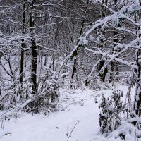 Снежный ноябрь :: Рита Симонова