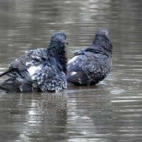 А вы с утра принимаете бодрящие водные процедуры? :-) :: Андрей Заломленков