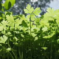 Огородик на подоконнике у вас тоже имеется? :-) :: Андрей Заломленков