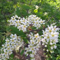 весенний привет.. :: Галина Флора