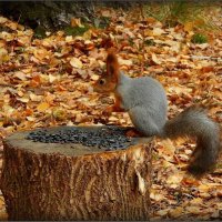 Белка песен не поёт, только семечки грызёт... :: Валентина Надсон