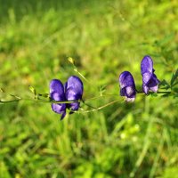 Жизнь хрупка .. :: AleksSPb Лесниченко