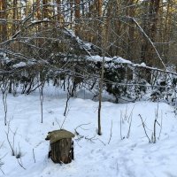 Насиженные места в лесу ) :: Мила Бовкун