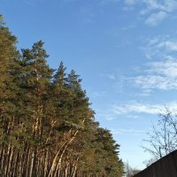 Вдоль по тропе "Здоровья ". 1 декабря . :: Мила Бовкун