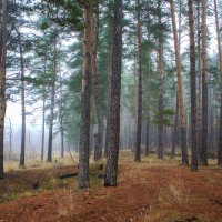 сосновый бор :: Владимир Зеленцов