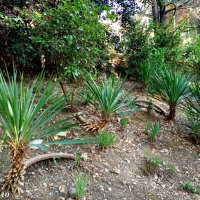 Адлер. Пансионат "Орбита" :: Нина Бутко