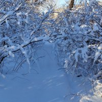 Снежная сказка!!! :: Радмир Арсеньев
