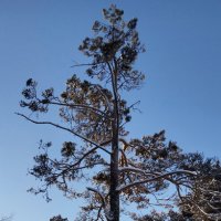 Утро :: Радмир Арсеньев