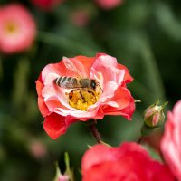 *** :: Александр