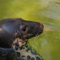 ****** :: Геннадий Порохов