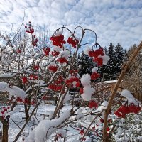 внезапный снегопад :: tatiana 