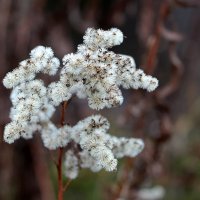 Золотарник созрел :: Светлана 