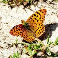 опять про бабочек...128 :: Александр Прокудин