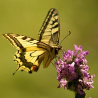 опять про бабочек...130 :: Александр Прокудин