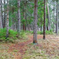 Таким был первый день нынешней зимы. :: Милешкин Владимир Алексеевич 