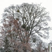 Новы Двур Мазовецкий :: Светлана Ищенко Новы Двур Мазовецкий :: Светлана Ищенко