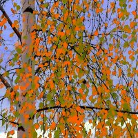 Осенние листья над Невой :: Фотогруппа Весна