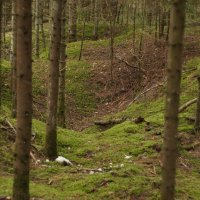 Лес :: fogmeadowww m