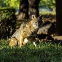 Золотистый шакал. :: Alexander Amromin