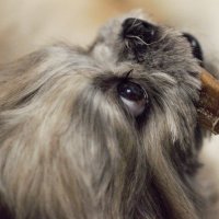 Лола! :: Юрий Полторыхин.