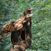 Беркут :: SanSan 