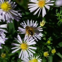 Пчела :: Александр Лычагин