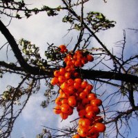 Облепиха :: Людмила Смородинская