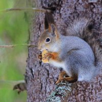 Белка на дереве :: Александр Щеклеин