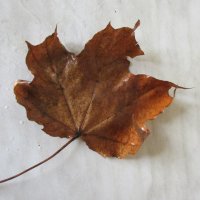 Ещё раз лист :: Н.Н. Баранова