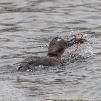 турпан. :: юрий макаров