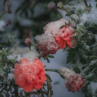 ЦВЕТЫ - Первый СНЕГ :: Владимир Максимов