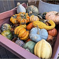 Красочная тыква.. :: Валерия Комова