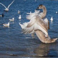 Приветствую вас, друзья! :: Светлана Тихонина