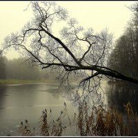 ДЕКАБРЬСКИЙ ТУМАН... :: Aleksandr Gal