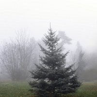 В лесу родилась ЁЛОЧКА... :: Игорь Протасов