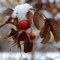 Снег на ветке шиповника :: Александр Синдерёв